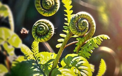 Are All Ferns Edible? Debunking Common Myths