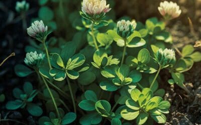 Are Clovers Edible? Exploring Their Nutritional Benefits