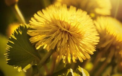 Are Dandelions Poisonous? Debunking Common Myths