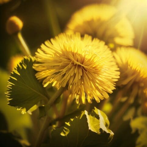 Are Dandelions Poisonous? Debunking Common Myths