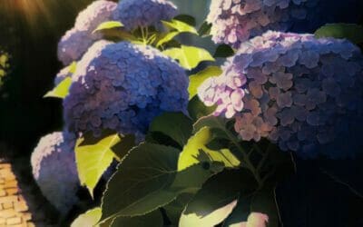 Are Hydrangeas Edible? Debunking the Myth