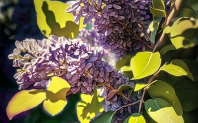 Are Lilacs Edible? A Concise Guide on Their Safety and Uses