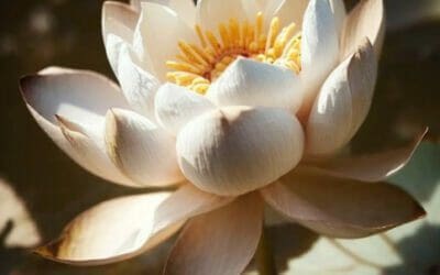 Are Lotus Flowers Edible? A Concise Exploration of Their Culinary Uses