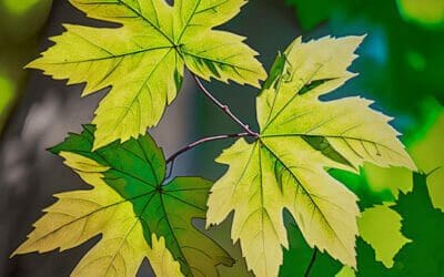 Are Maple Leaves Edible? A Concise Guide to Edibility and Uses