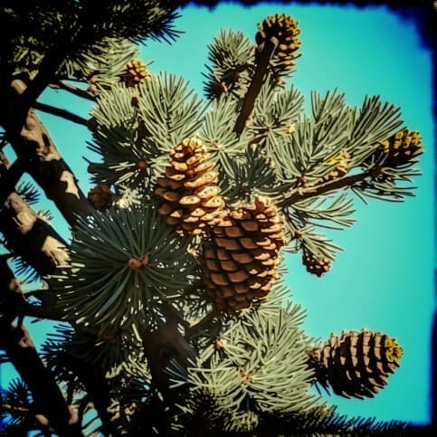 Are Pinecones Edible