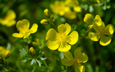 Are Buttercups Poisonous? Uncovering the Truth