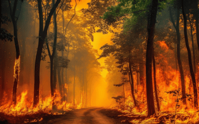 How to Survive a Forest Fire: Expert Tips and Strategies