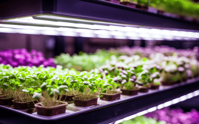 How to Grow Microgreens: Expert Tips for a Thriving Indoor Garden