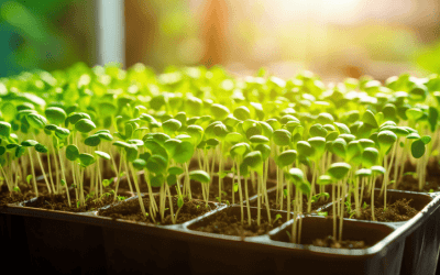 Best Growing Medium for Microgreens: A Comprehensive Guide