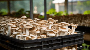 Commercial Mushroom Growing