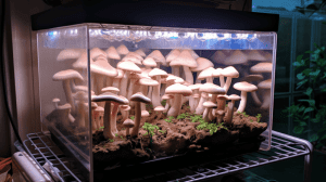 Cultivating Mushrooms