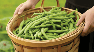 Growing Your Own Green Beans