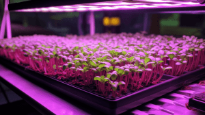 Growing microgreens under led lights