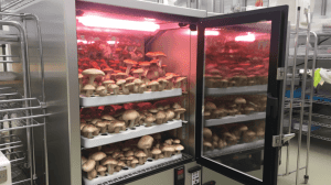 High humidity grow chamber for mushrooms