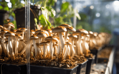 How to Build a Mushroom Grow Room: A Comprehensive Guide