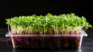 Kale microgreens