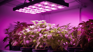 LED Grow Lights