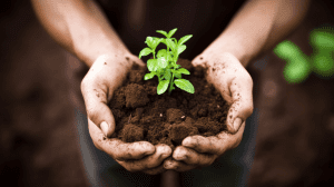 Organic Potting Soil